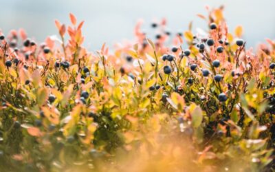 Our Favorite Shade Plants and Groundcovers for Seattle Gardens