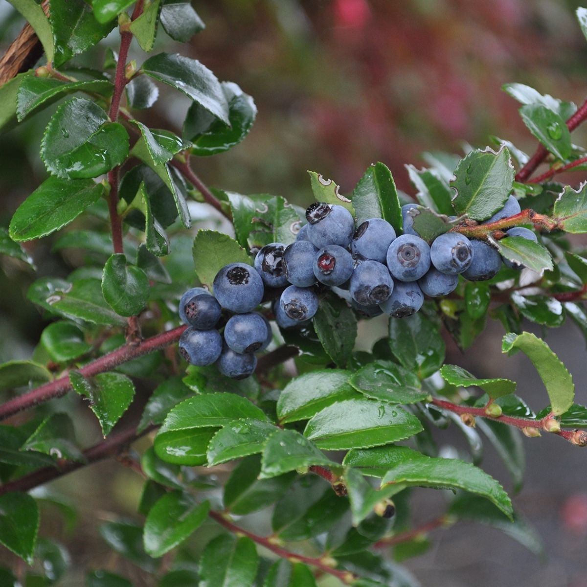 Evergreen huckleberry shrub with glossy leaves in part shade