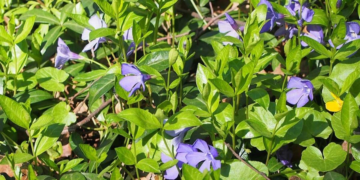 Vinca minor flowering groundcover in Seattle