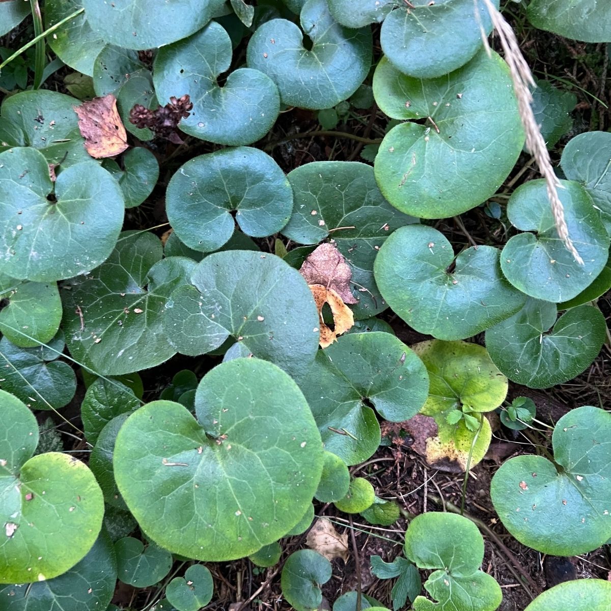 Wild ginger groundcover with heart-shaped leaves in deep shade