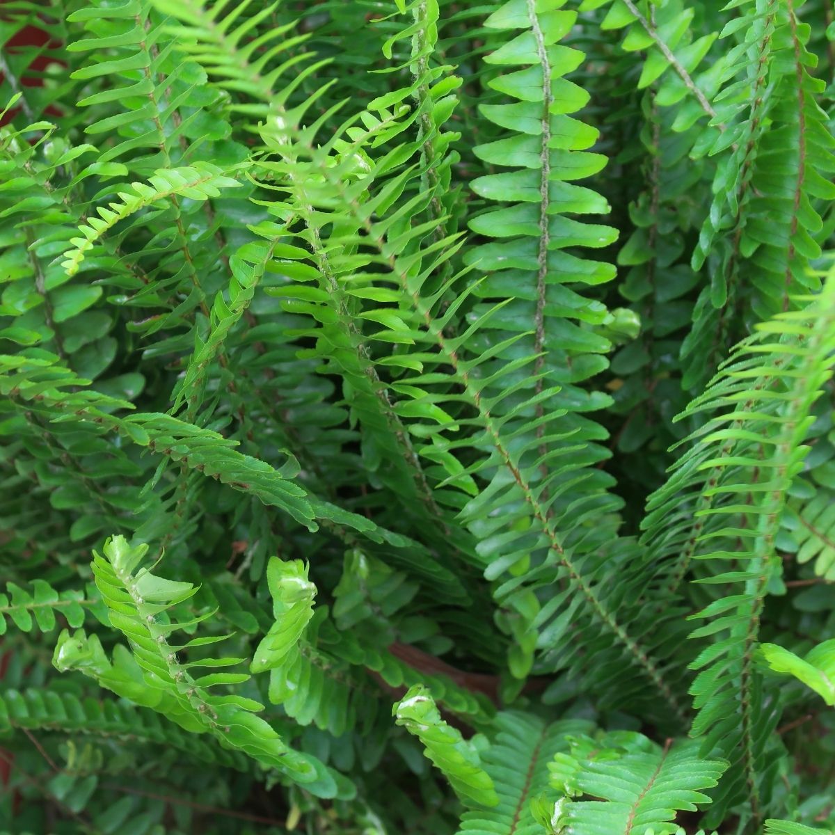 Native sword ferns growing beneath mature trees in a Pacific Northwest garden