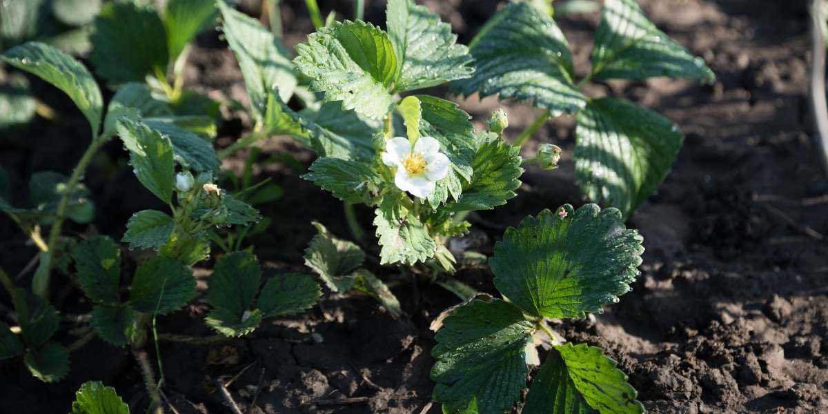 Strawberry groundcover in bloom
