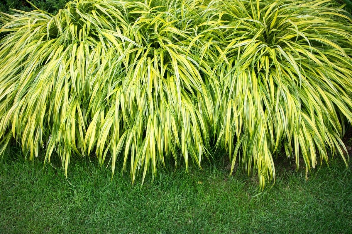 Japanese forest grass softening the edge of a shaded garden path
