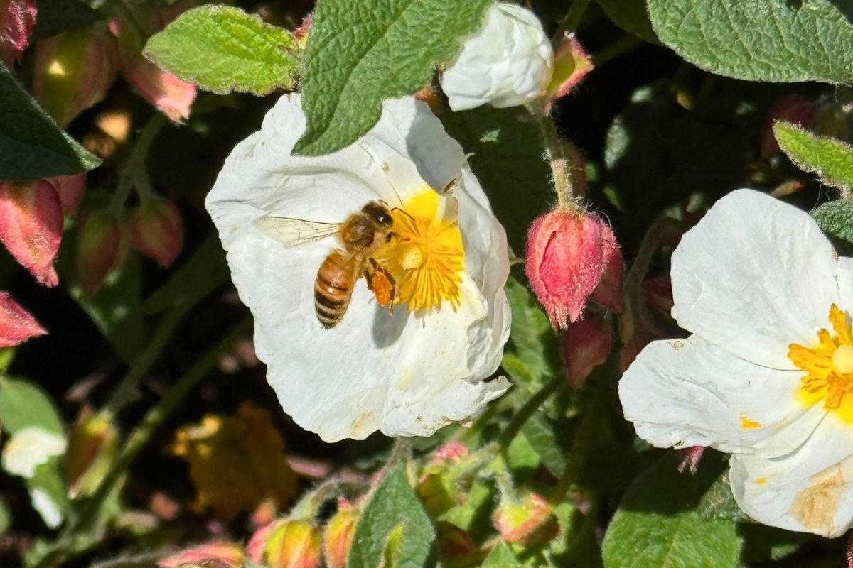 Bee pollinator on a seasonal color flower
