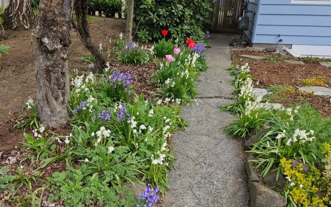 Annual vs Perennial flowers