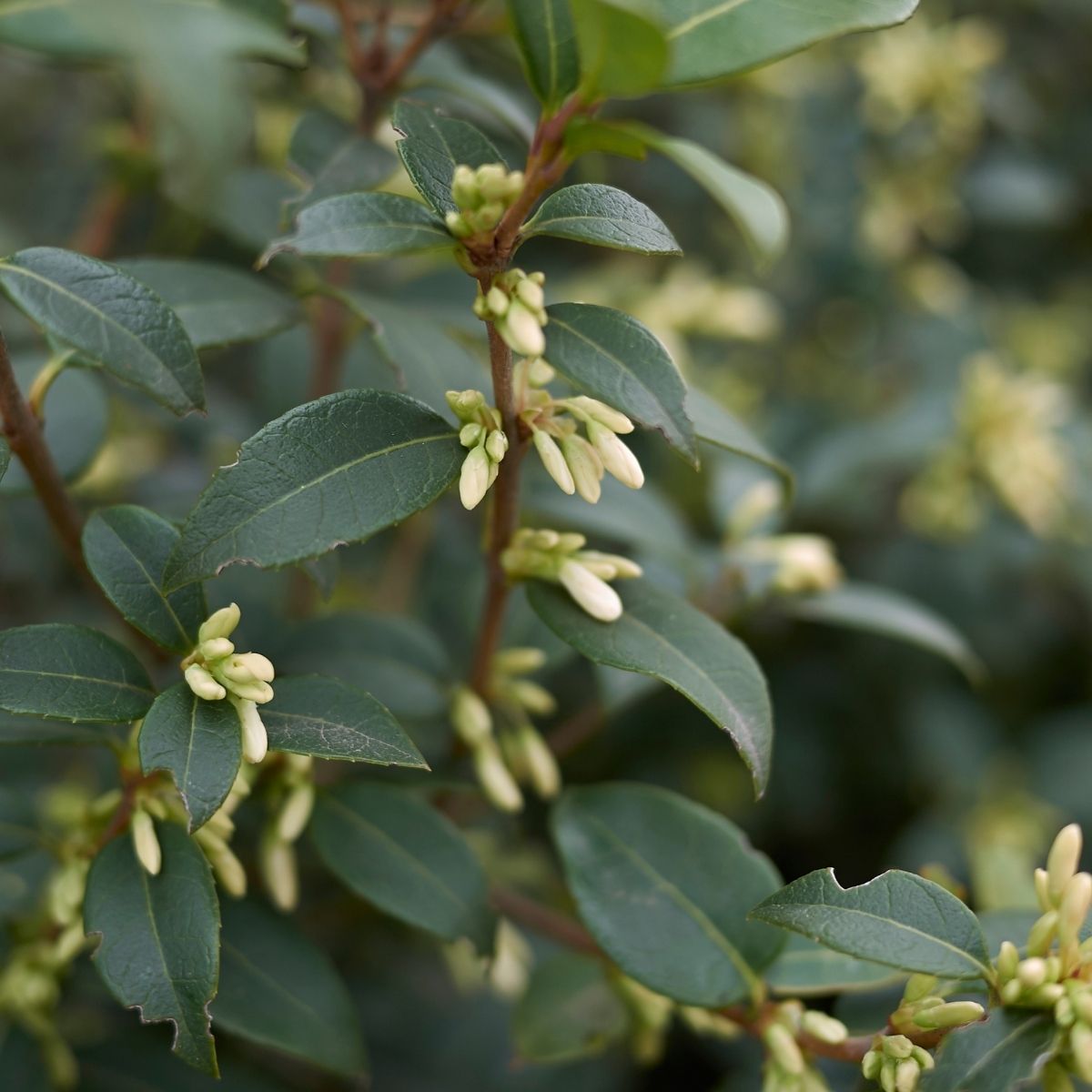 Sweet box shrub blooming in winter beside a shaded garden pathway