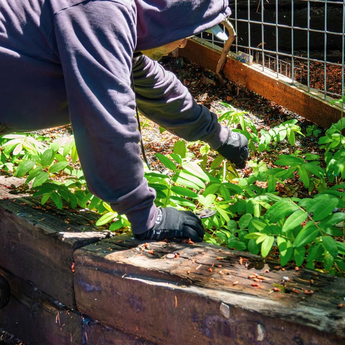 Hand weeding