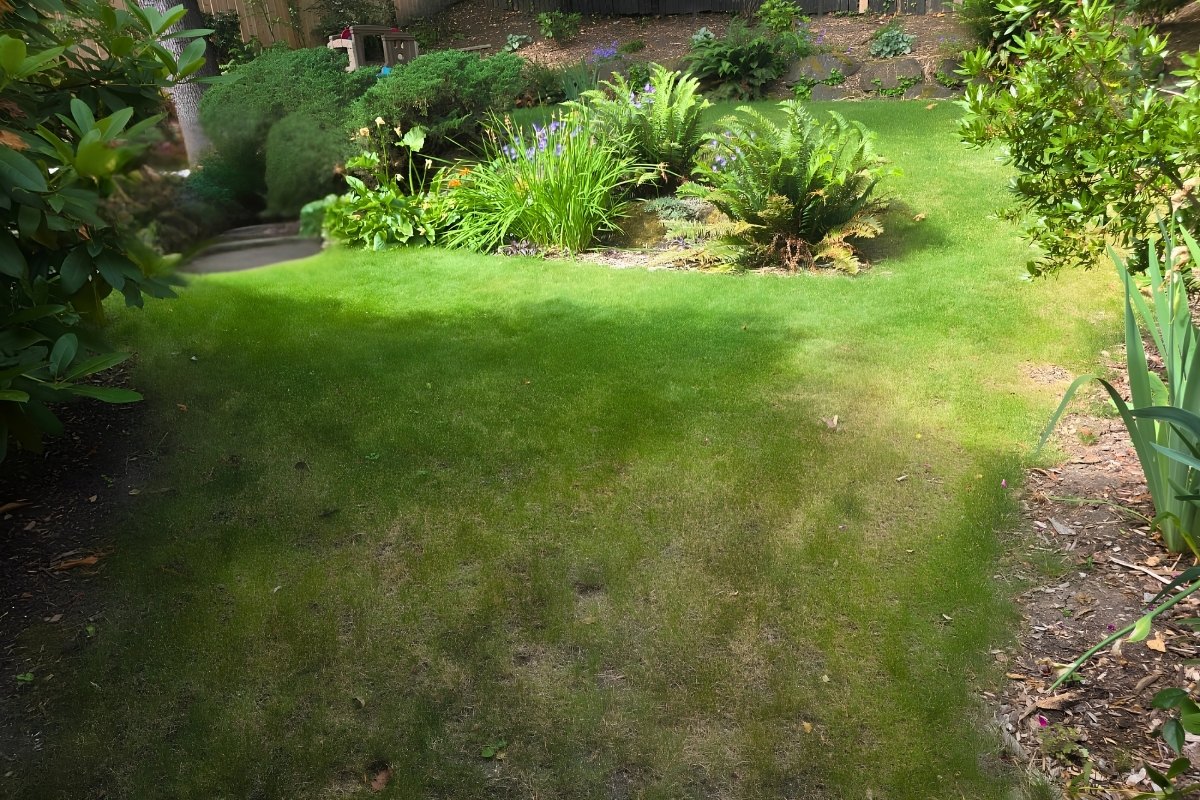 A summer lawn in Seattle entering dormancy phase