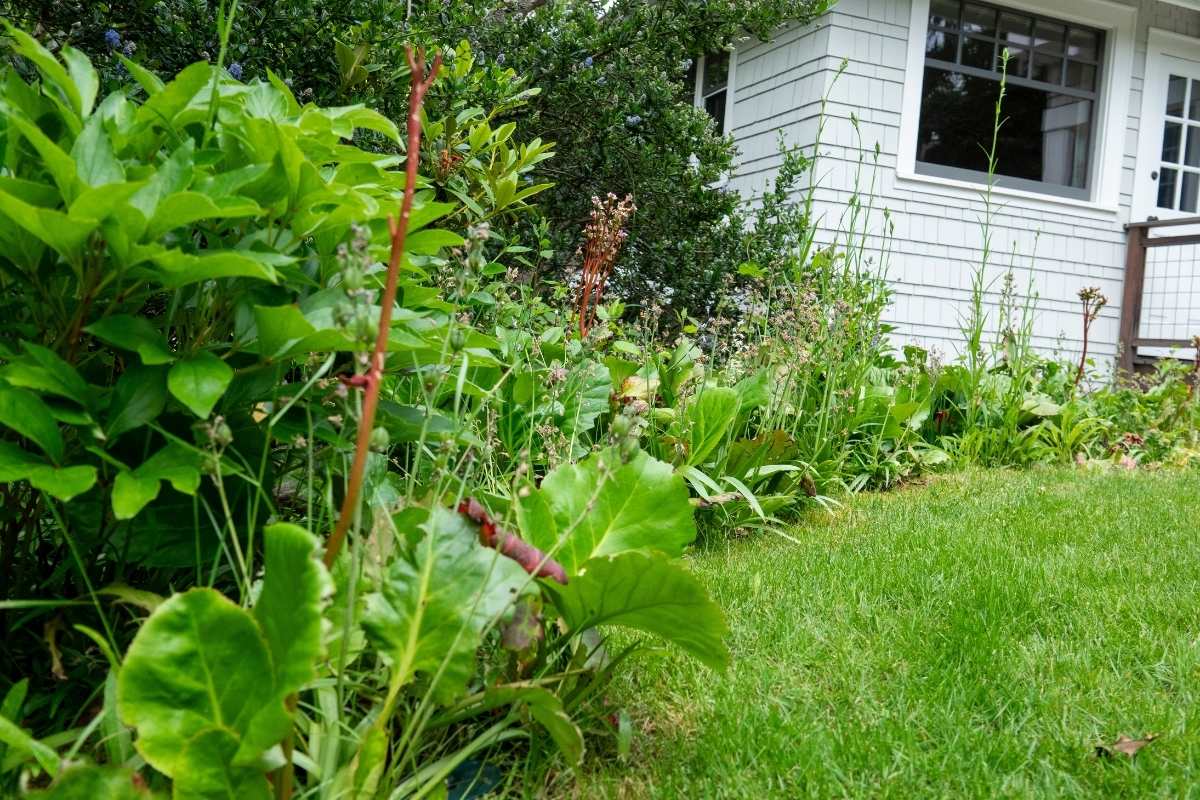 populated garden in Seattle