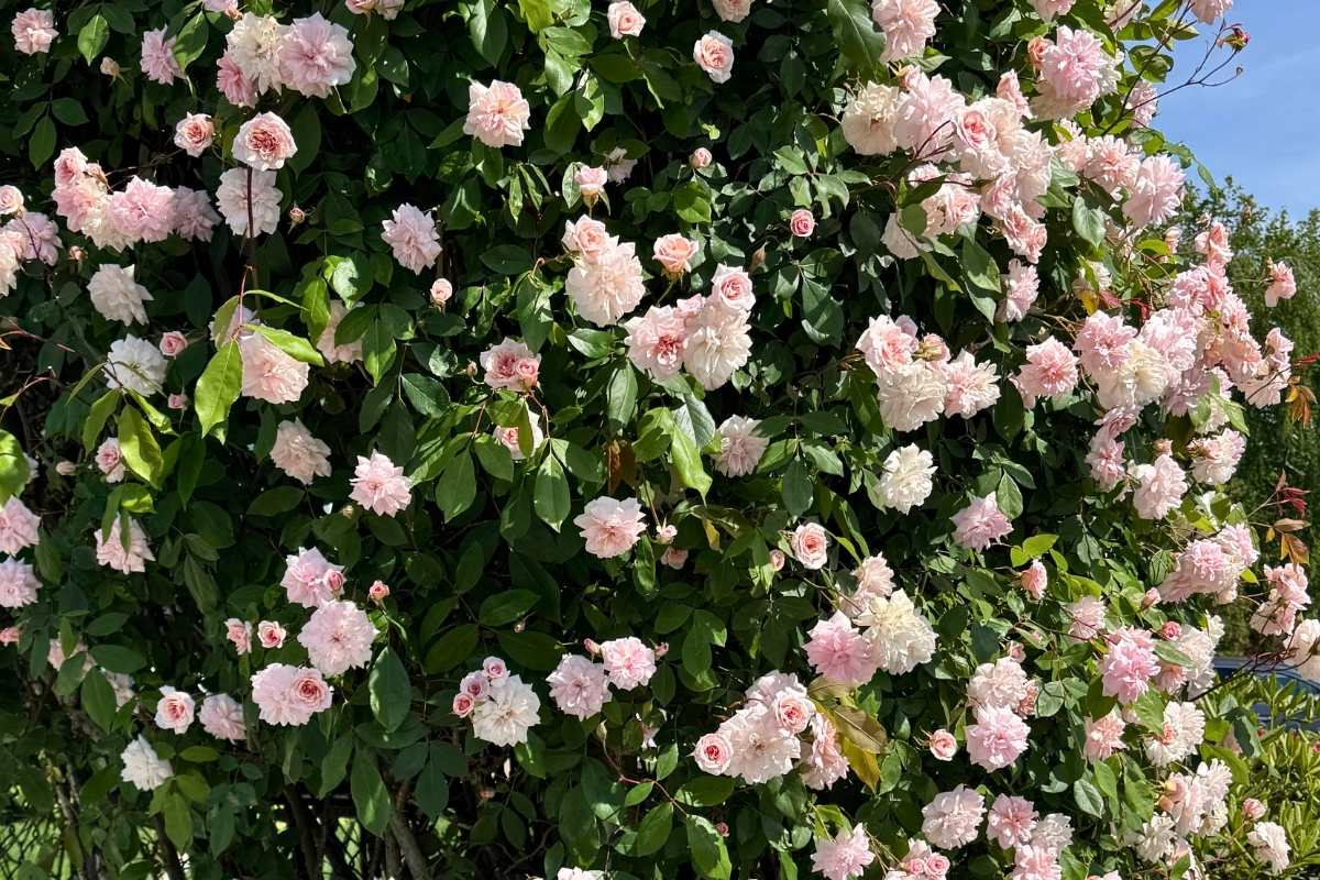 Landscape designer deadheading roses to encourage summer blooms