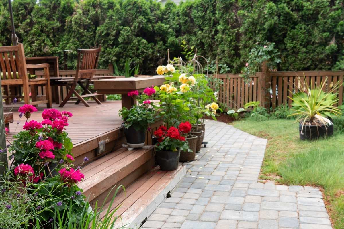 a summer garden blooming in Seattle