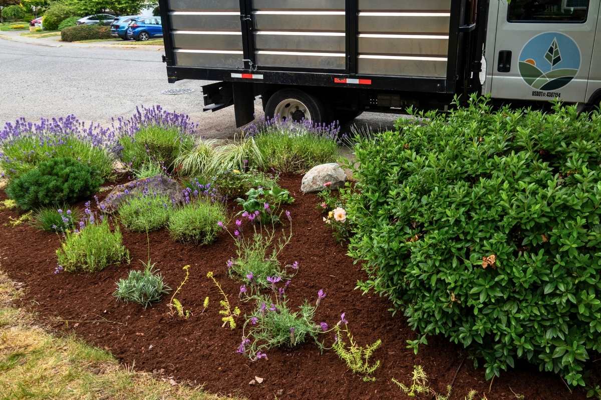 Dark fine mulch helping retain moisture in a Seattle landscape