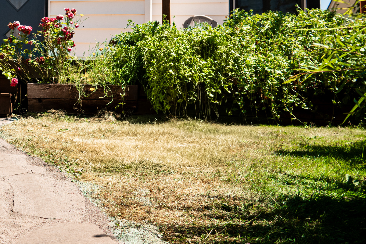 Summer dormant lawn, after a Seattle drought