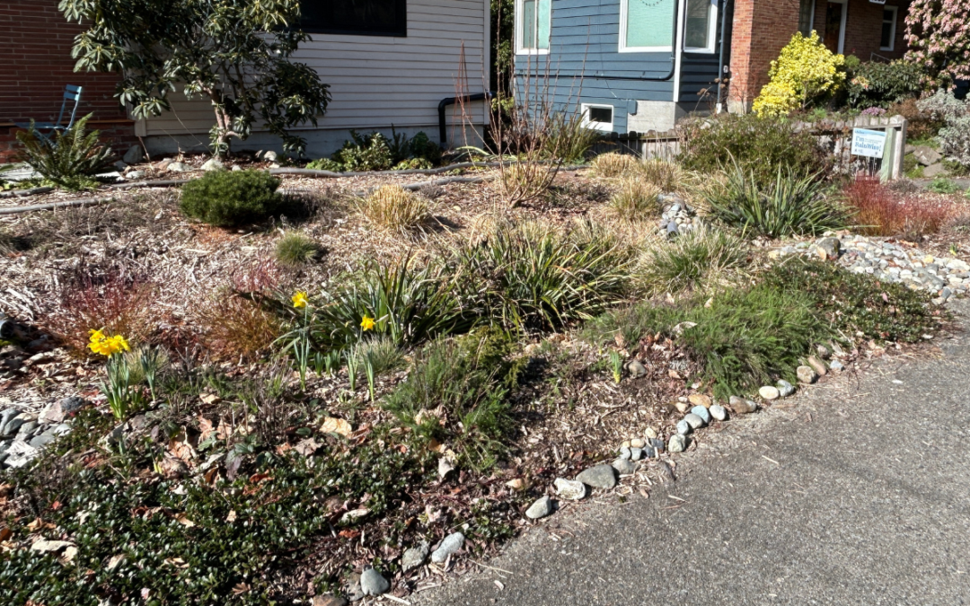 Rain Garden in Seattle Yard
