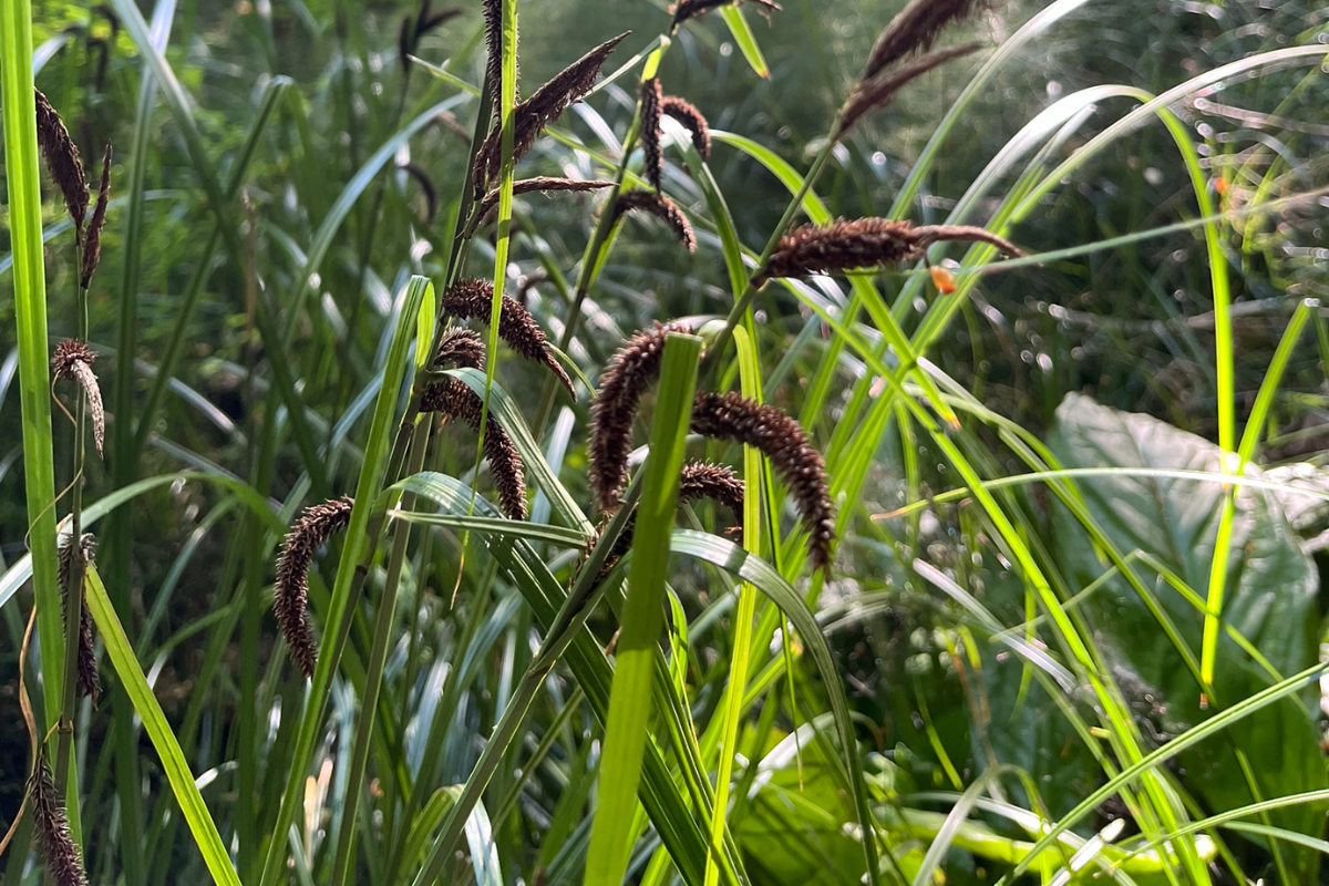 Slough Sedge for rain gardens in Seattle