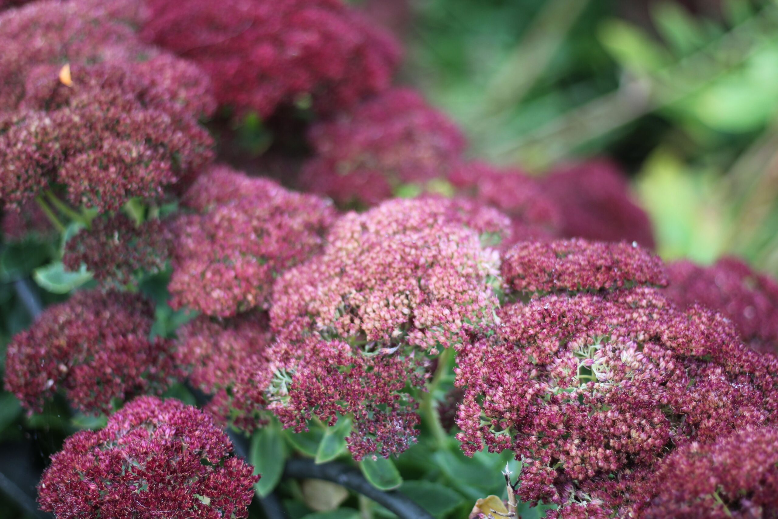 Rust color Autumn Joy Sedums in a Seattle garden