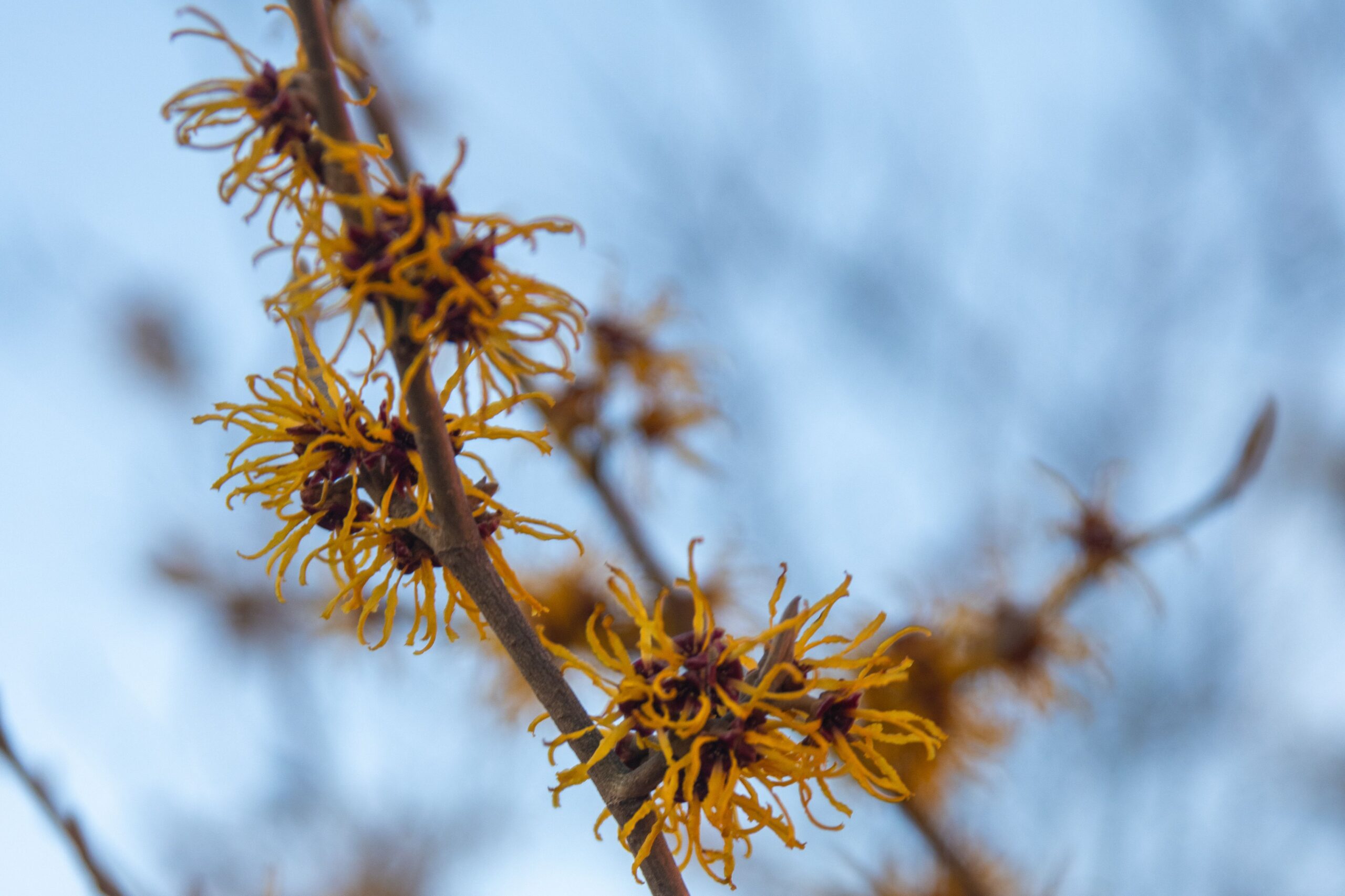 Witch Hazel spidery yellow flowers