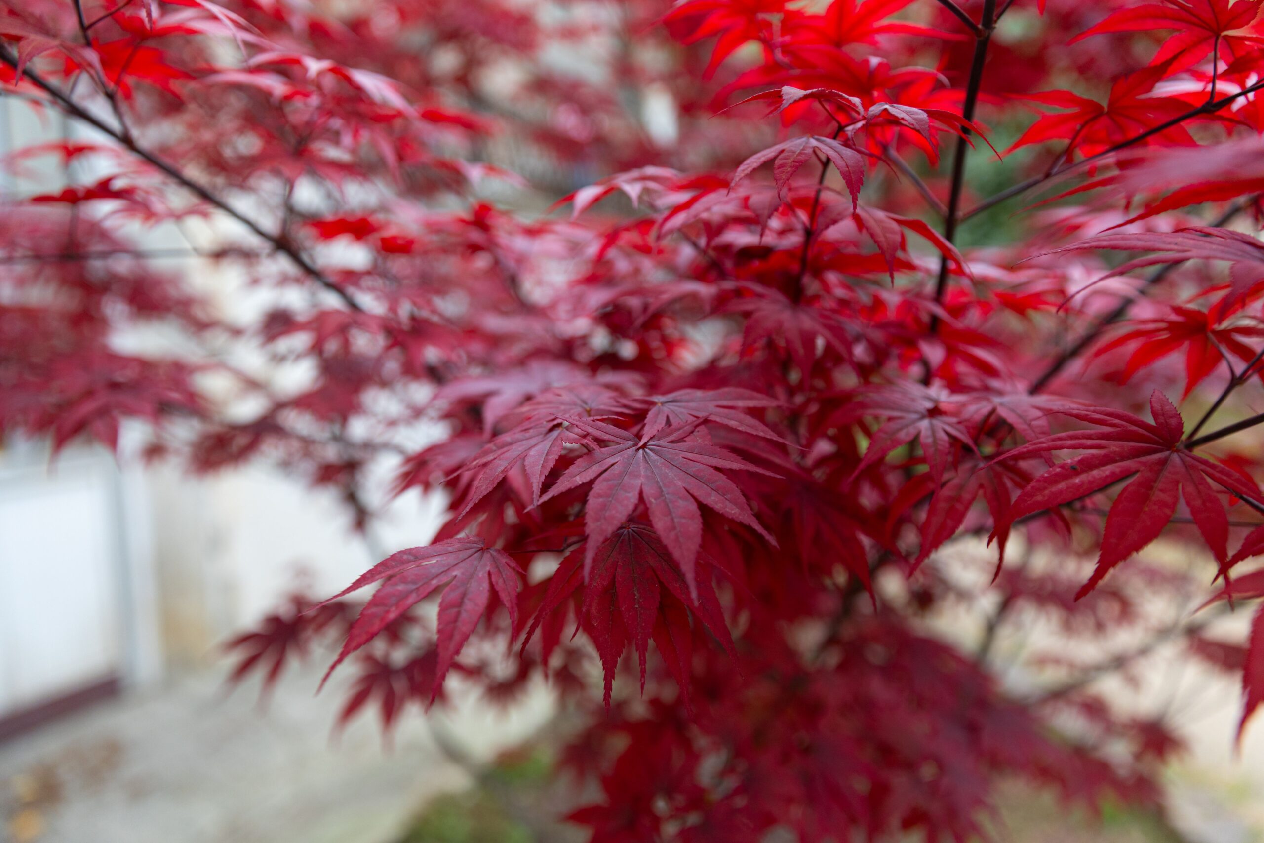 Japanese Maple