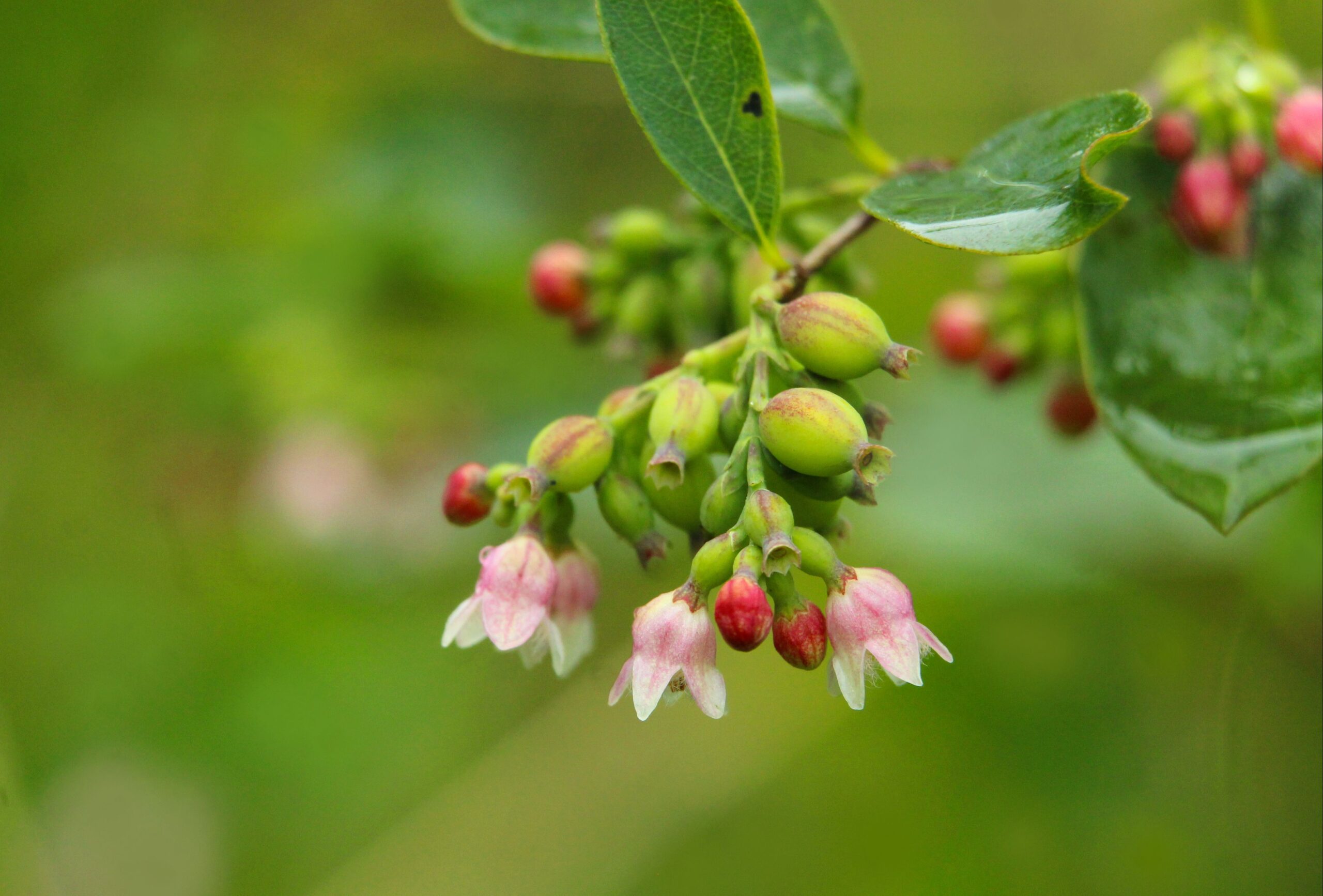 Evergreen Huckleberry in a Seattle garden
