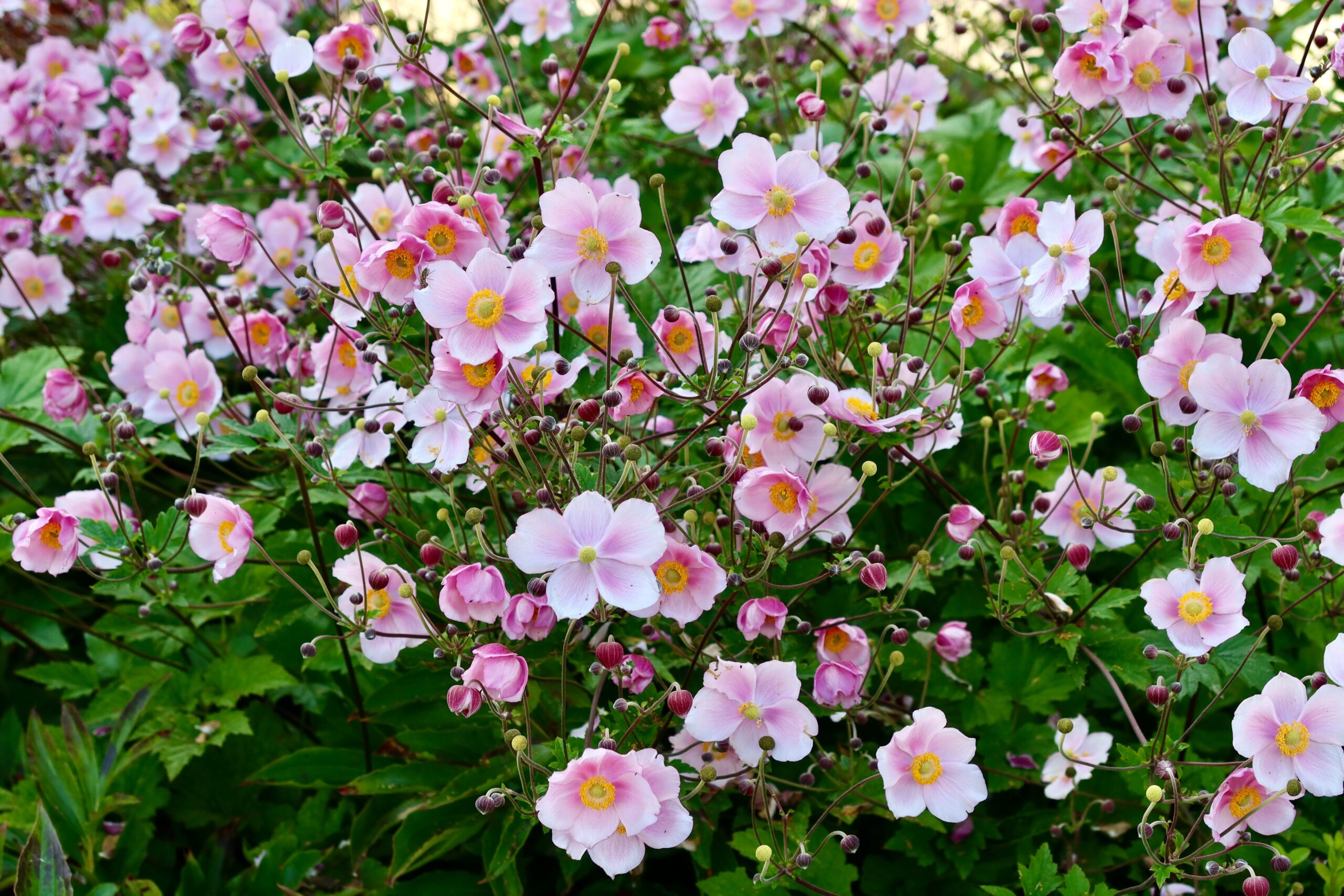 Japanese Anemone (Eriocapitella hupehensis).