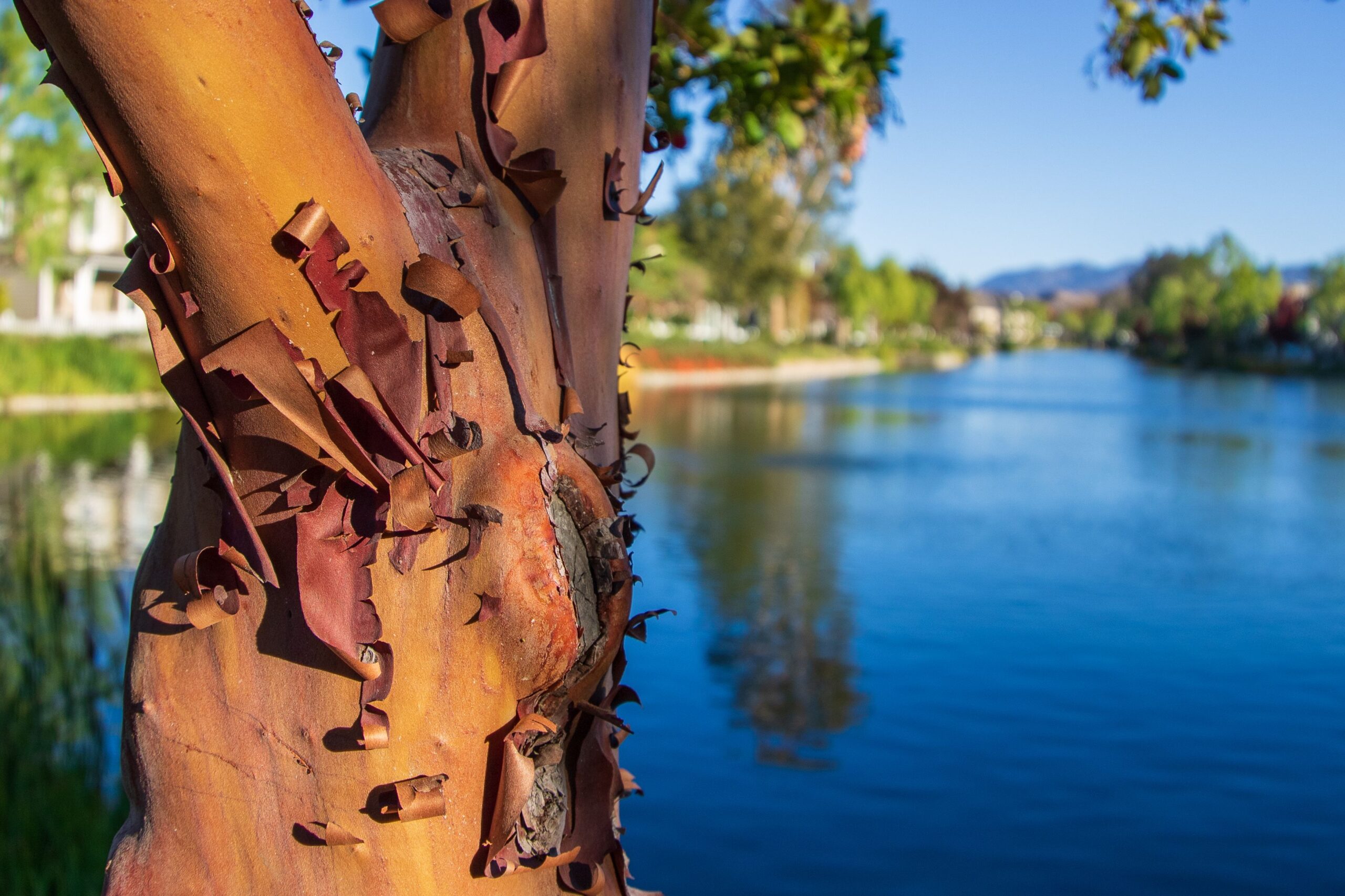 Paperbark Maple's tree trunk peeling in copper curls