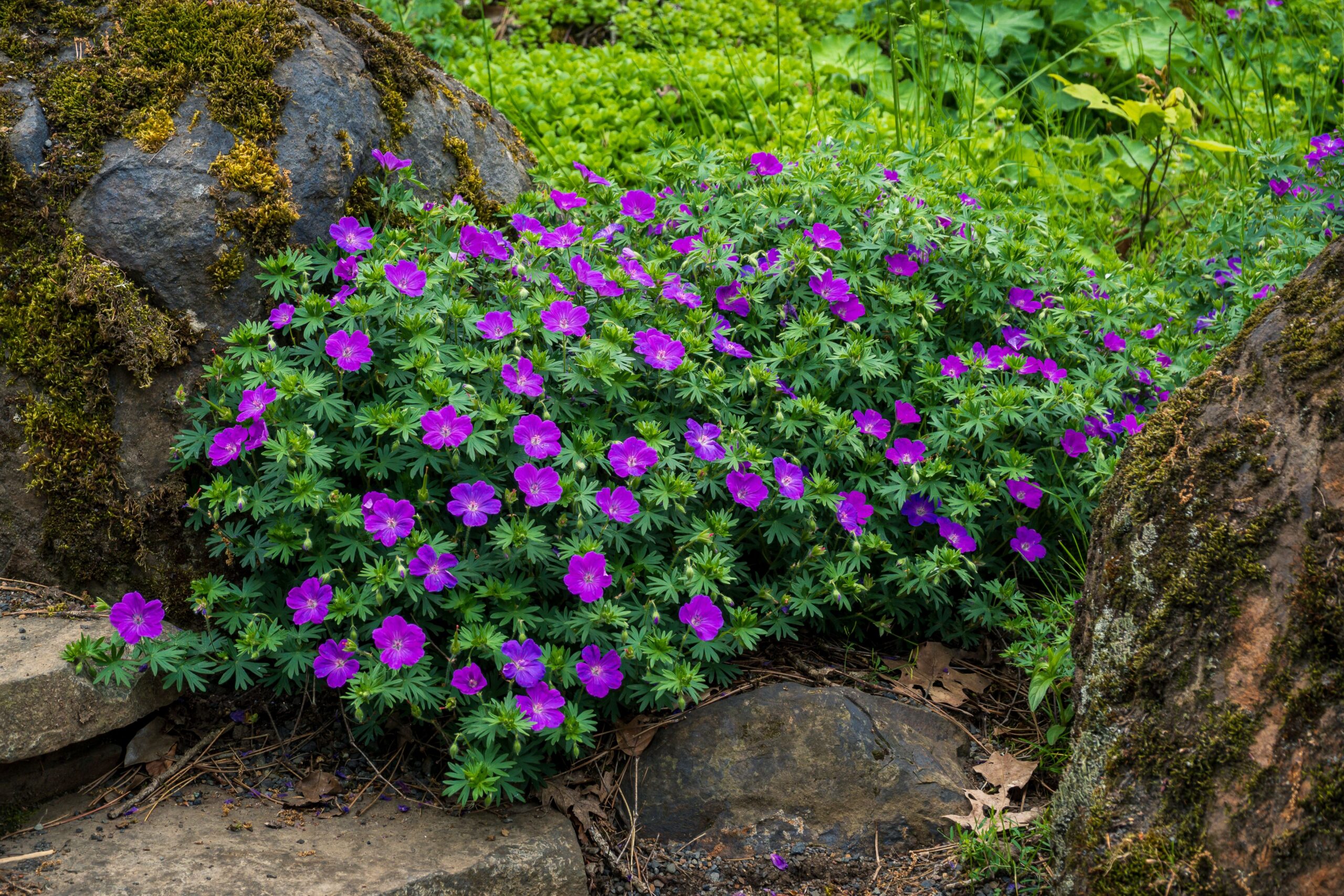 Purple geraniums in a lush Seattle landscape
