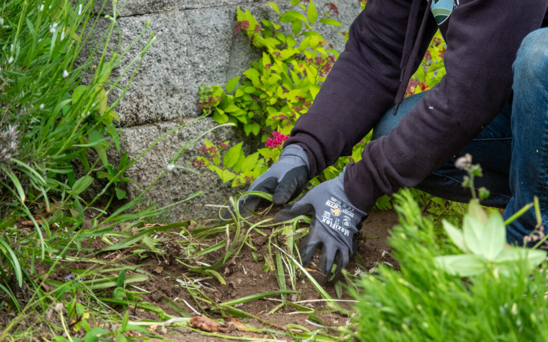 Landscaping crew hand-weeding in an overgrown yard Seattle