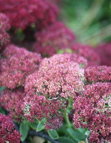 Autumn Joy Sedum