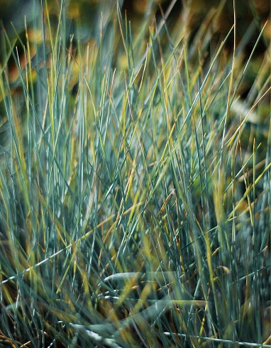 Blue Fescue Festuca ‘Beyond Blue’