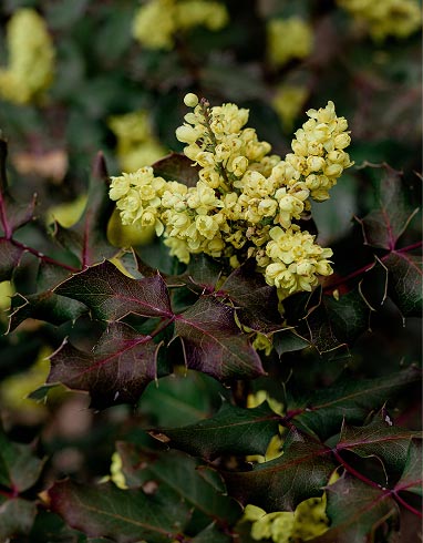 Compact Oregon Grape Mahonia nervosa