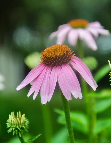 Coneflower Echinacea purpurea cultivar