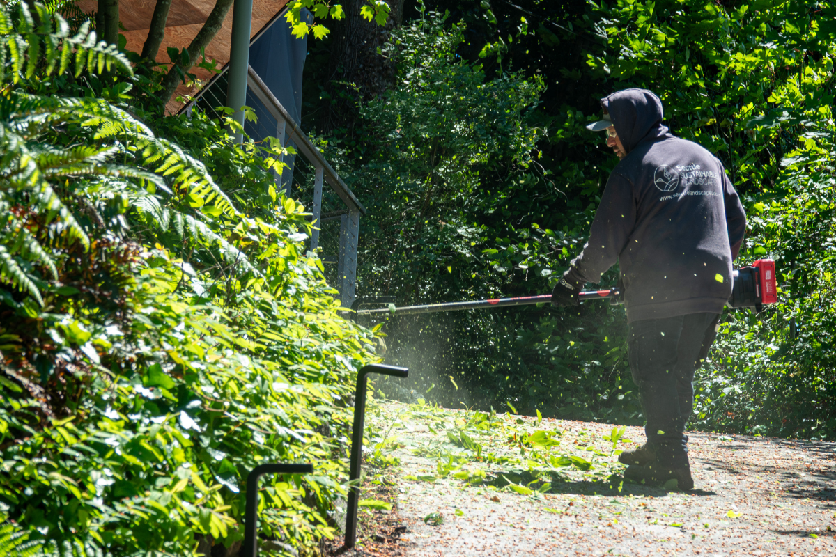 Landscaping crew tackling an overgrown yard Seattle