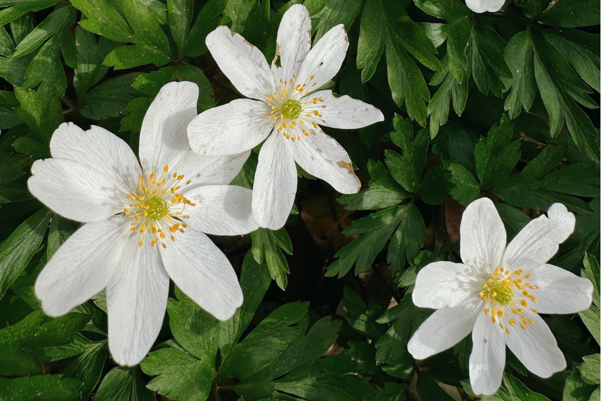 Wood anemones Wood anemones in a fall planting in Seattle