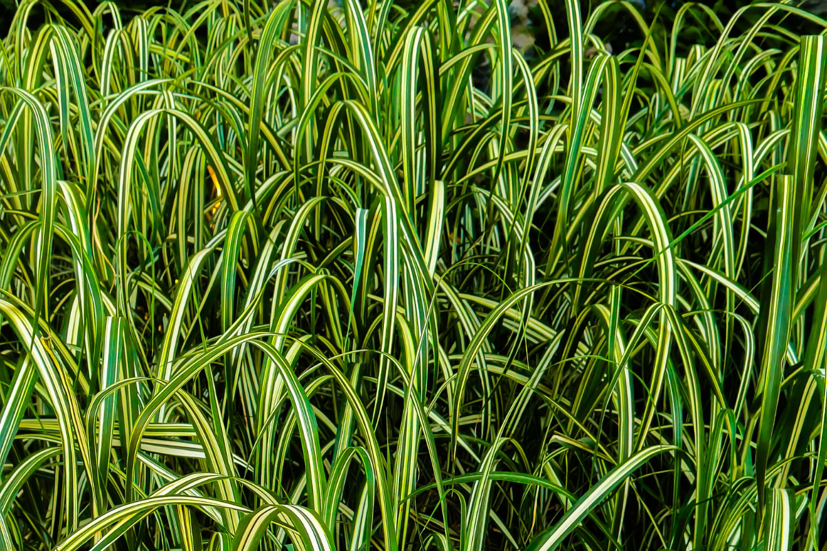 Gold Variegated Sweetflag Gold Variegated Sweetflag, an option for fall planting in Seattle