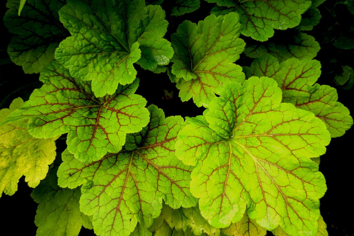 Small-Flowered Alumroot Heuchera micrantha