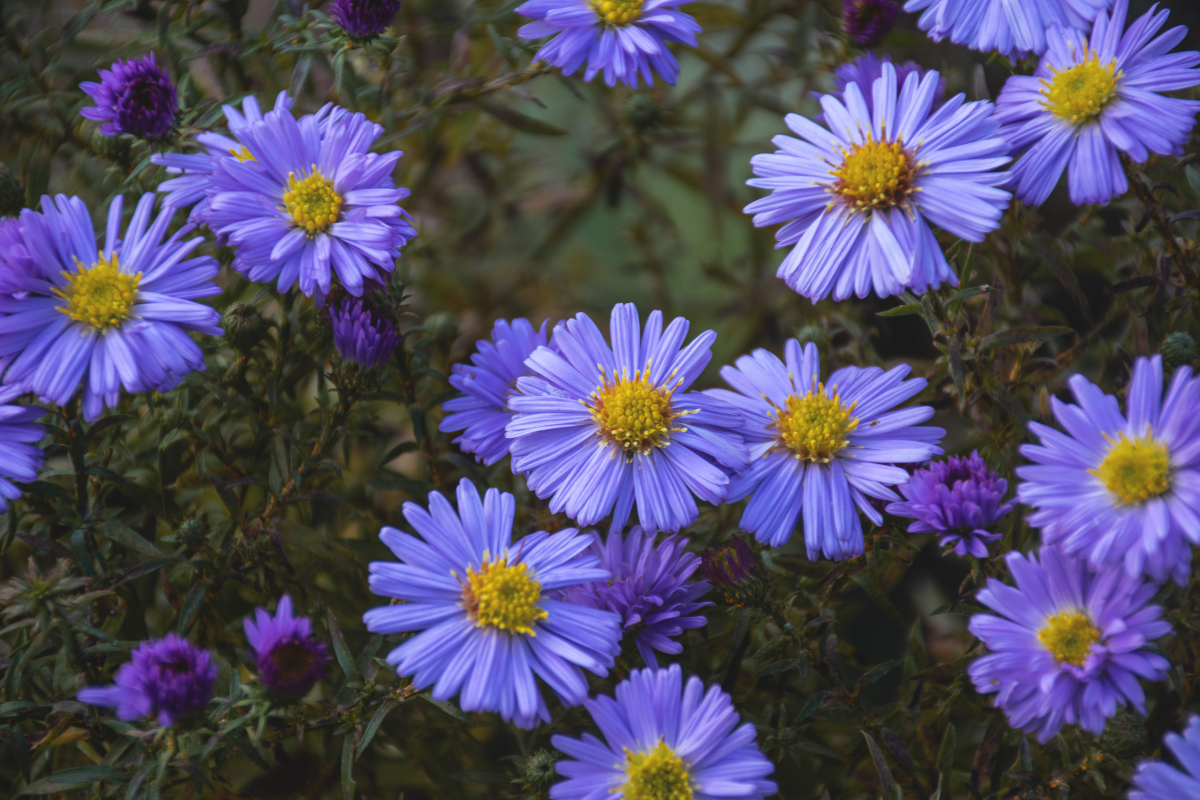 Douglas Aster with purple flowers, an option for fall interest in Seattle gardens