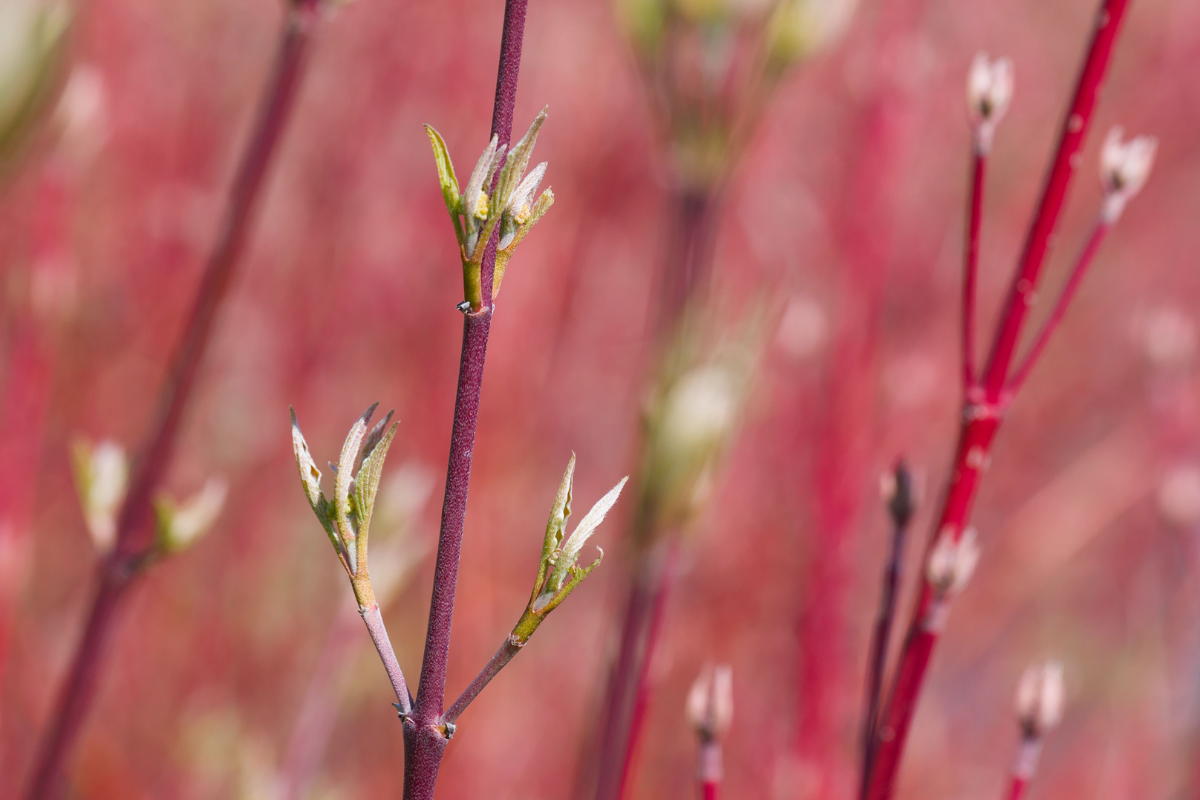 Red-Twig Dogwood with red stems, it's a fall interest plant in Seattle