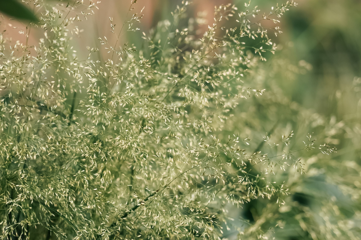 Switchgrass in a Seattle garden, an option for Fall interest
