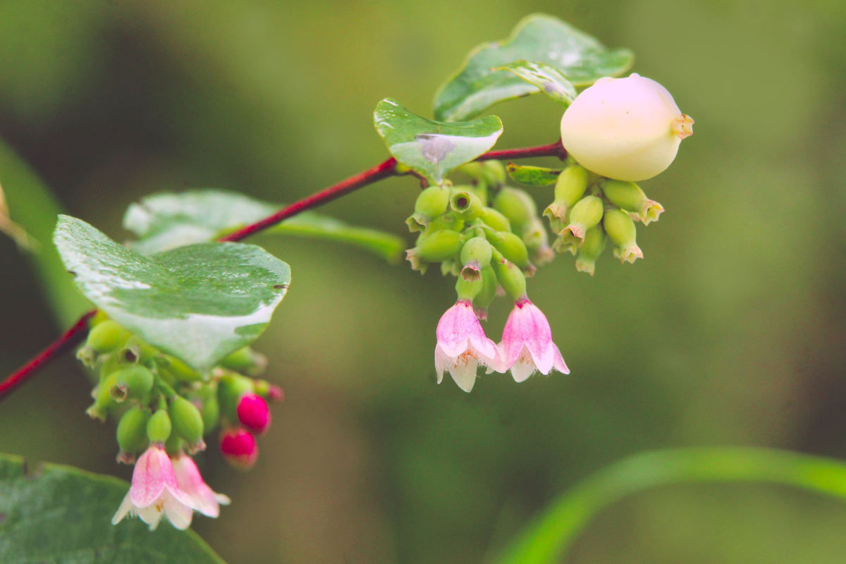 Snowberry plant with pink flowers and white berries