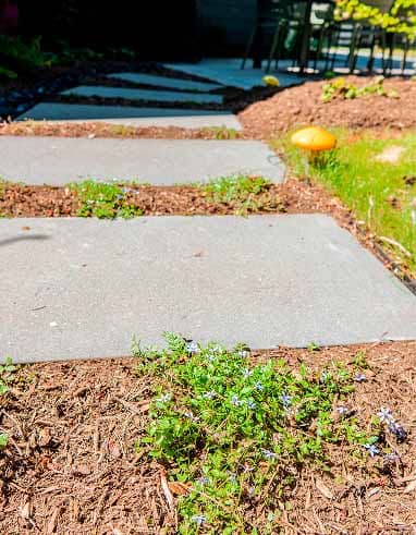Mulch and groundcovers