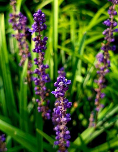 Lily Turf Liriope Muscari