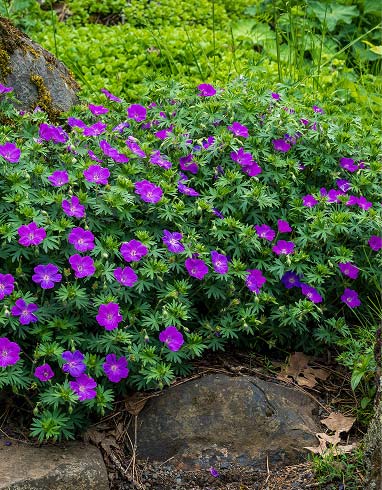 Perennial Geraniums