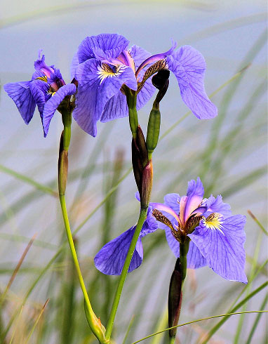 Siberian Iris Iris sibirica cultivars