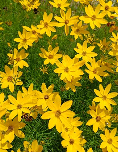 Tickseed Coreopsis verticillata ‘Zagreb’
