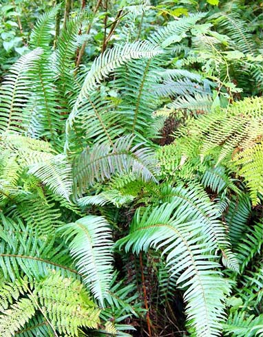 Western Sword Fern