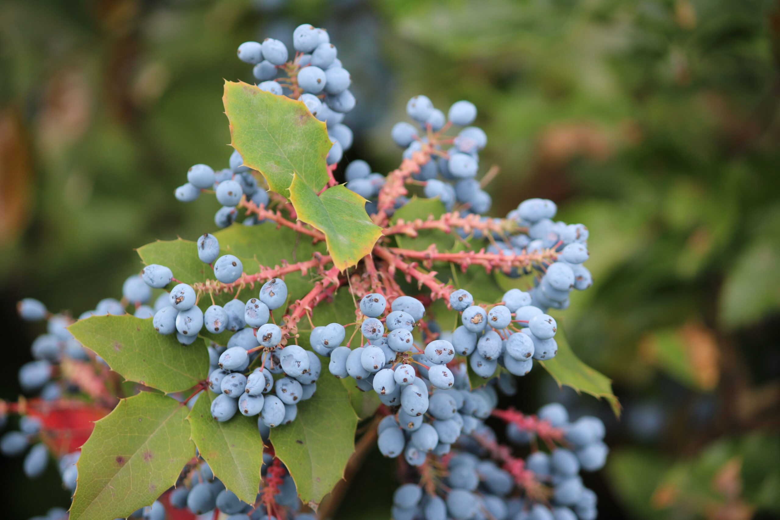 Oregon Grape an evergreen plant with blue berries