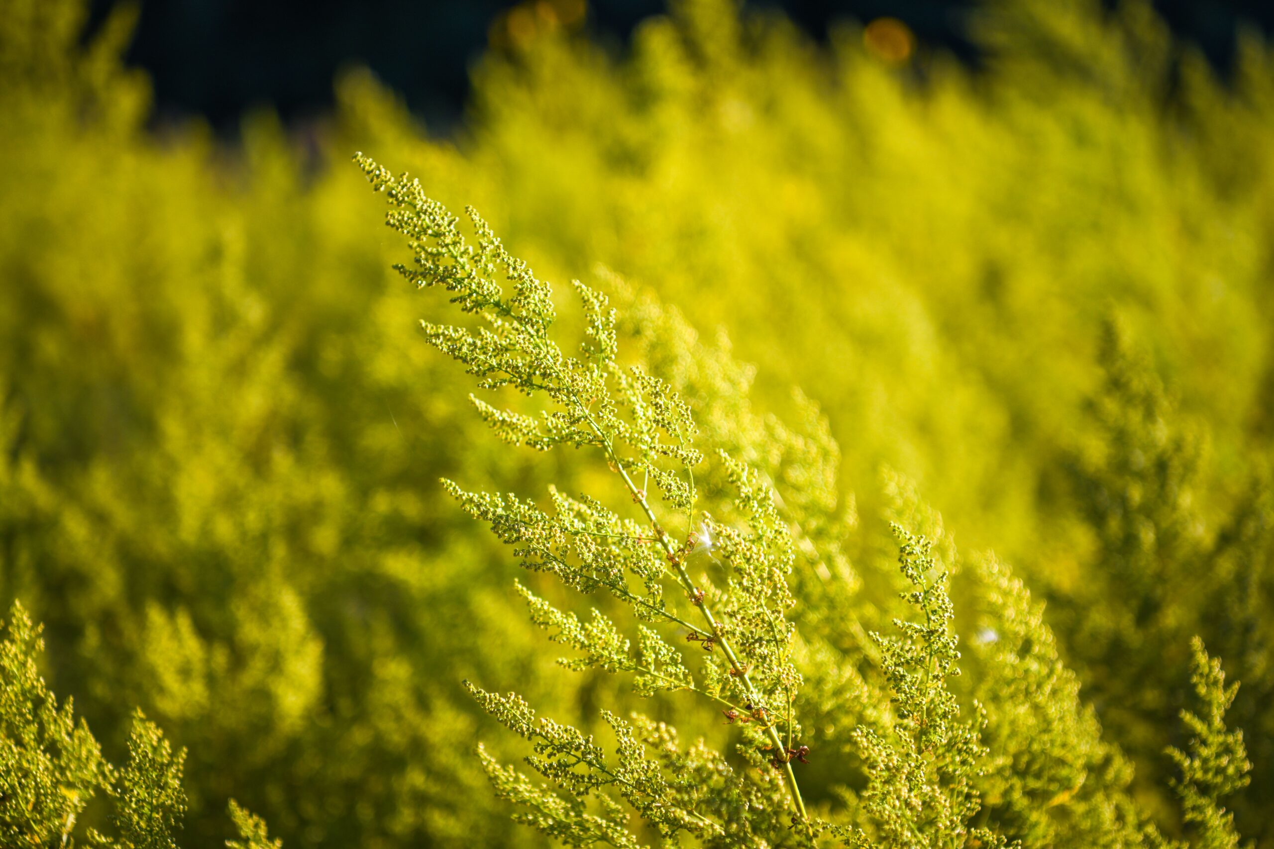 Goldenrod with yellow wildflowers. Its nectar feeds bees and butterflies