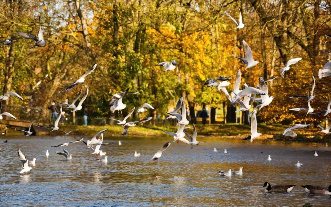 A flock of birds flying through a Seattle fall landscape