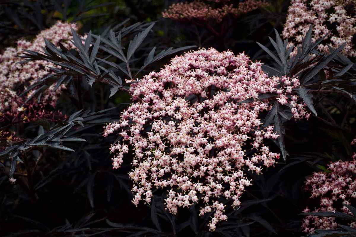 One of our favorite Halloween plants, Black Lace Elderberry, with dark leaves and pink flowers
