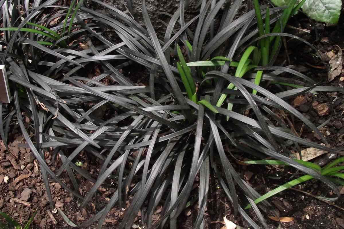 Black Mondo Grass in a Seattle Yard, an option for Halloween plants